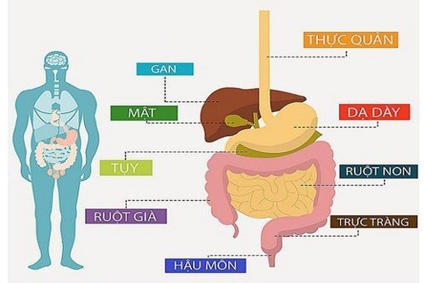 Ung thư đường tiêu hóa dễ gây nhầm lẫn với những bệnh về đường tiêu hóa và thường diễn biến âm thầm. (Nguồn: SKĐS)