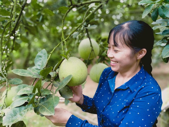 Bí quyết đưa bưởi Múc ra khỏi Lào Cai, giúp người dân phát triển kinh tế ảnh 1