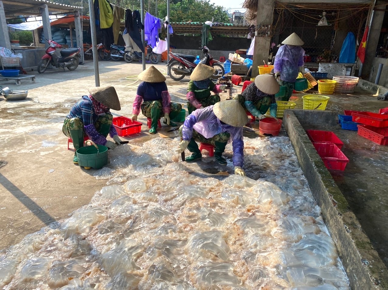 Chàng trai Thanh Hóa xuất khẩu thành công món ngon làm từ một loài động vật trôi lập lờ bờ biển- Ảnh 1.