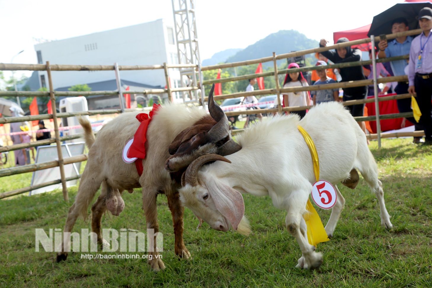 dac sac va hap dan hoi choi de tai tuan du lich ninh binh nam 2024 hinh 1