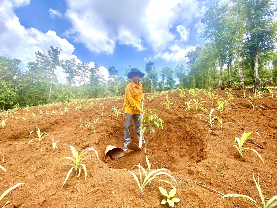 Ông Nguyễn Huy Hảo tái sản xuất trên đất quy hoạch Dự án Khu đô thị mới tổ 4 phường Nghĩa Đức, thành phố Gia Nghĩa, tỉnh Đắk Nông.