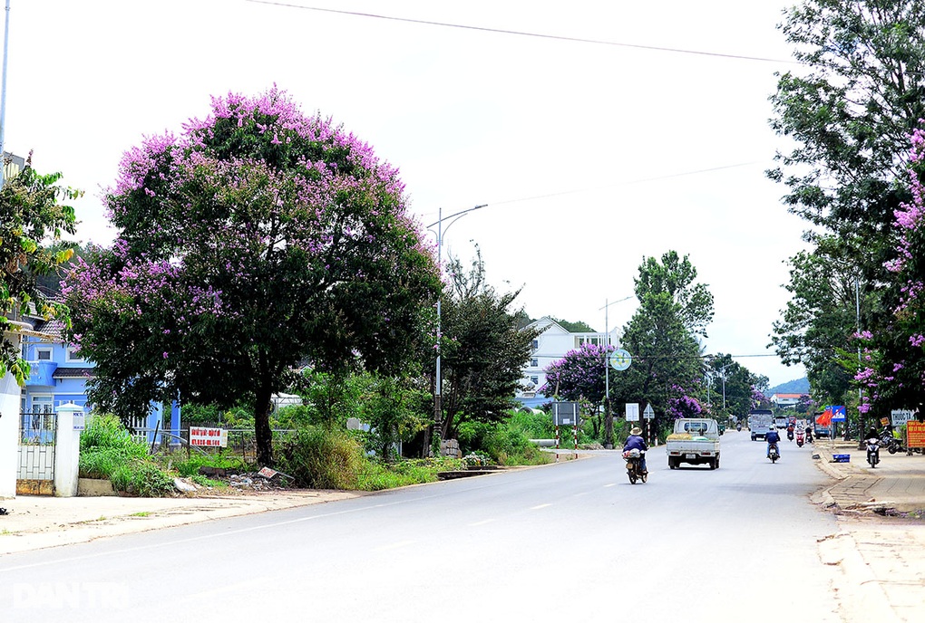 Đấu giá đất ở nông thôn ở Lâm Đồng, có lô giá khởi điểm gần 10 tỷ đồng - 1