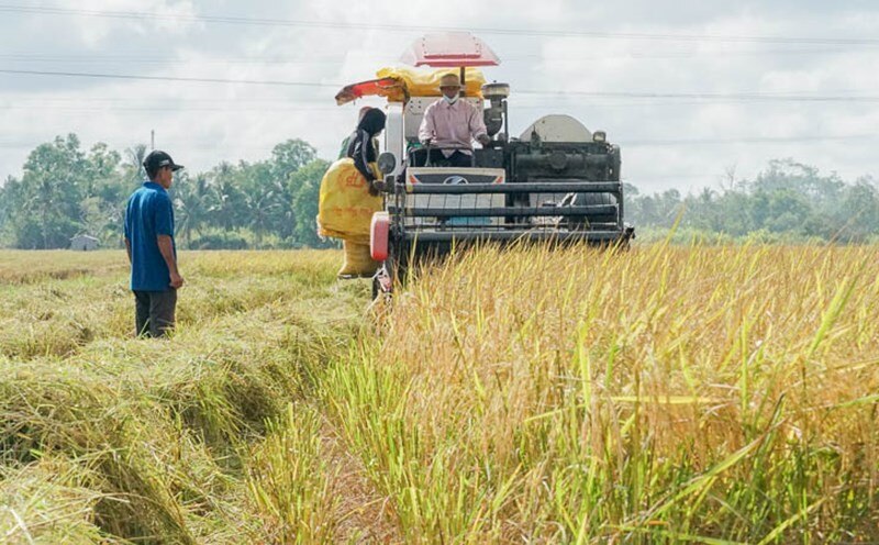 Giá lúa gạo hôm nay 22/6/2024: Giá lúa và gạo tiếp tục xu hướng đi ngang