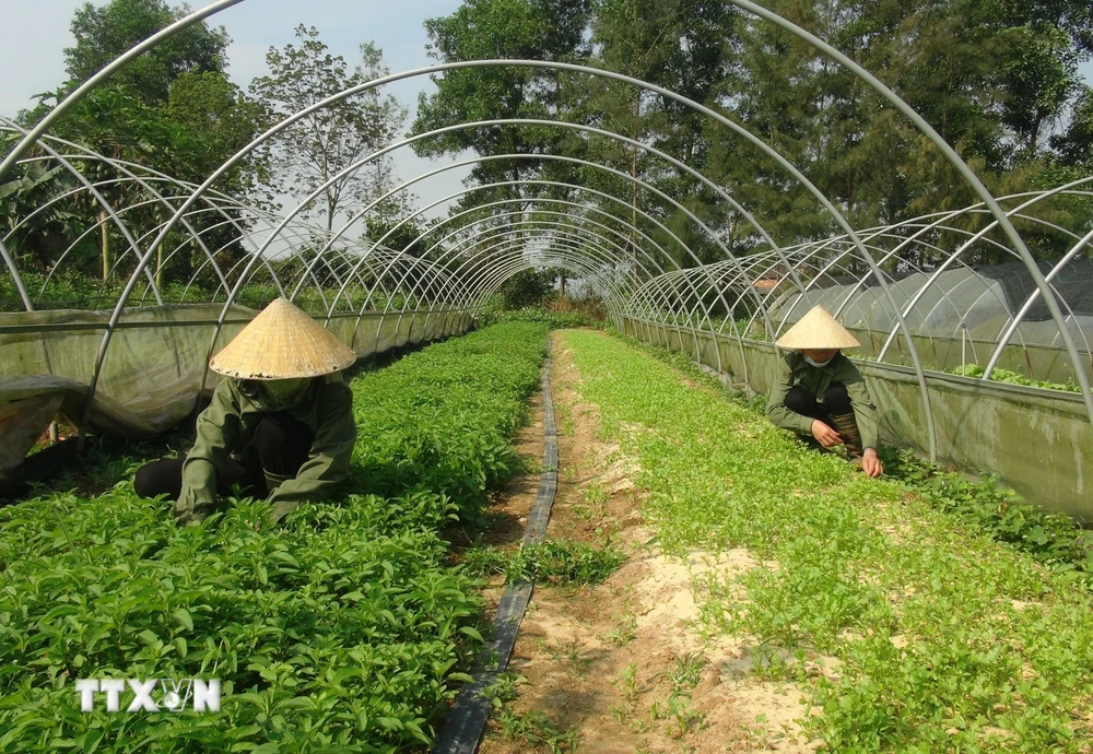 Gia tăng hiệu quả sản xuất từ tín dụng nông nghiệp, nông thôn ảnh 1