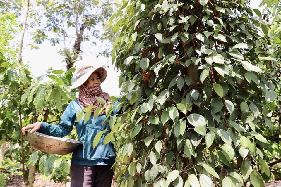 Giá tiêu hôm nay 23/6/2024: Giá tiêu đồng loạt chững lại, cao nhất là 161.000 đồng/kg