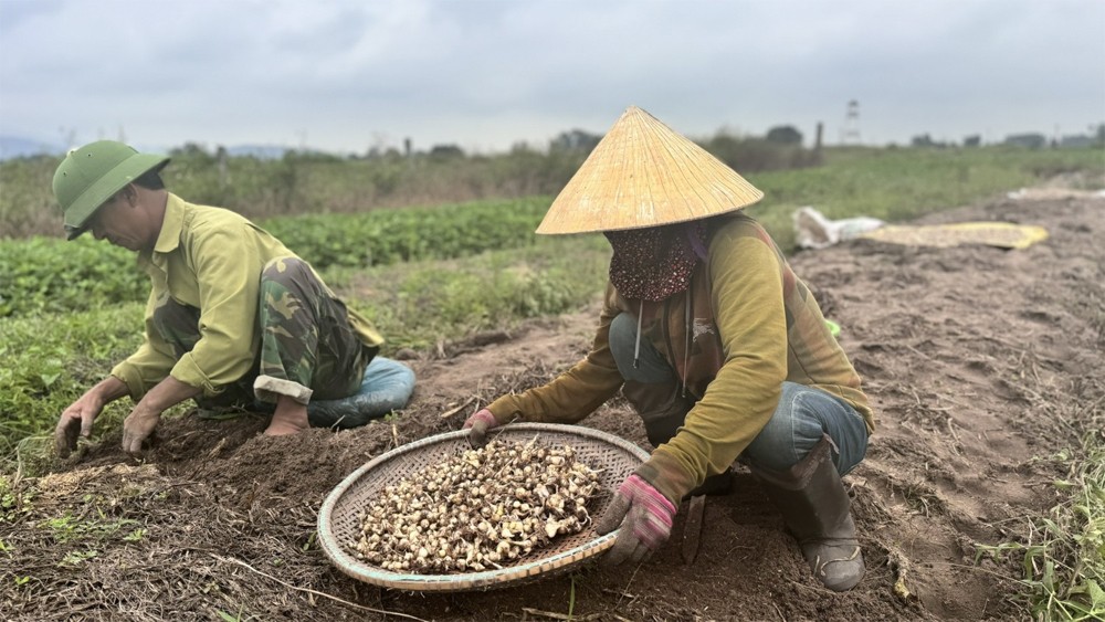 Giá nông sản hôm nay ngày 28/6/2024: Giá tiêu tăng mạnh; vải thiều cao gấp 3 lần năm ngoái