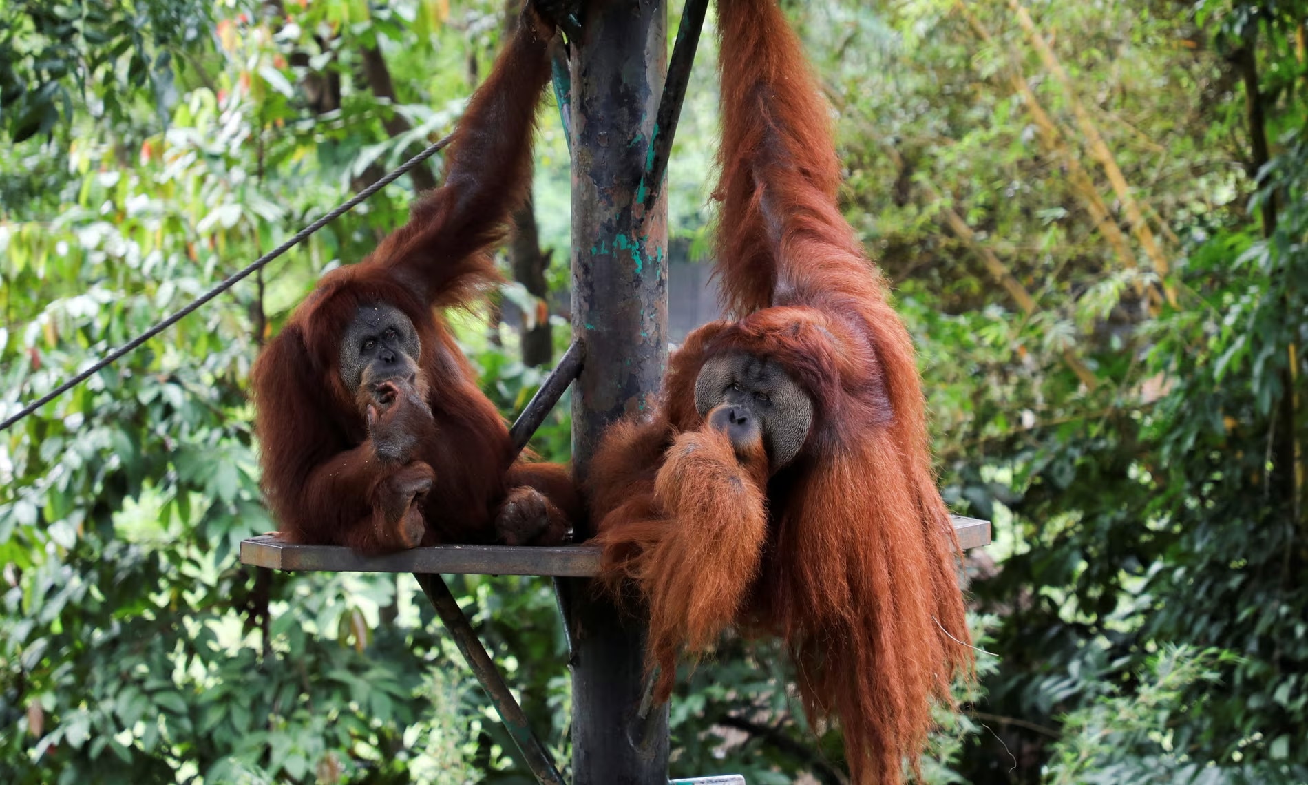 Đười ươi trong vườn th&uacute; ở Kuala Lumpur, Malaysia. Ảnh: Lim Huey Teng/Reuters