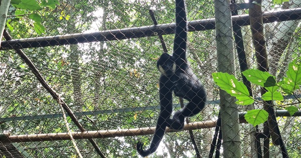 ニンビンの森で育てられたマフィアという野生動物がB型肝炎に罹患 - Vietnam.vn