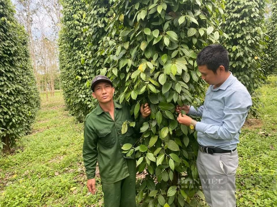 Một nông dân Quảng Bình trồng thành công loại cây ra thứ hạt gia vị đạt chuẩn OCOP 4 sao, thu 1 tỷ/năm- Ảnh 1.