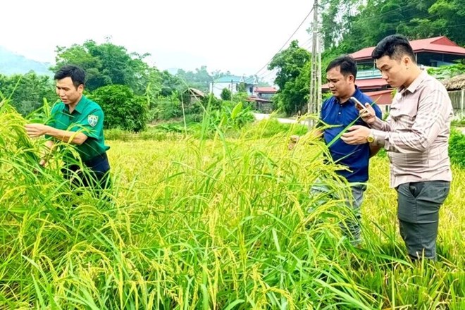 Mua lúa giống trên mạng, 300 hộ dân điêu đứng vì lúa trổ bông nhưng không có hạt