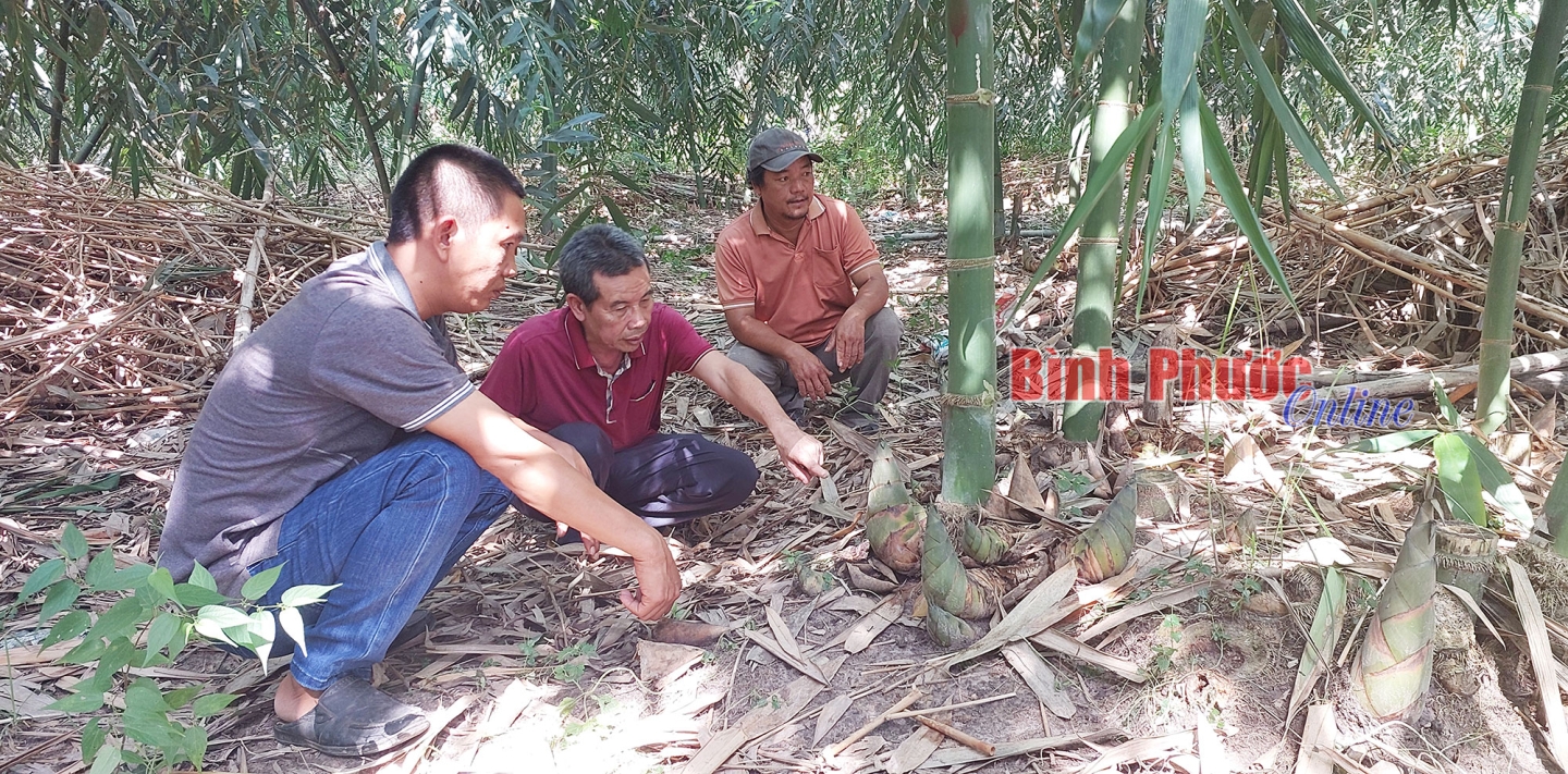 Mùa mưa đến, mầm một loài cây mọc lên tua tủa, nông dân Bình Phước thi nhau hái bán nhưng hơi buồn vì giá rẻ- Ảnh 1.