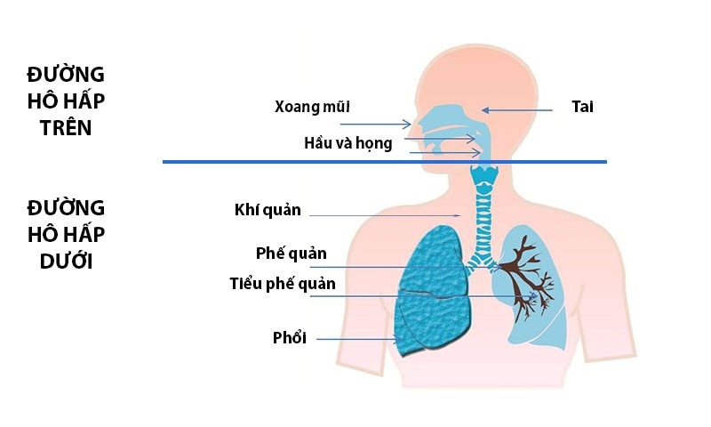 Mô phỏng hoạt động của đường hô hấp