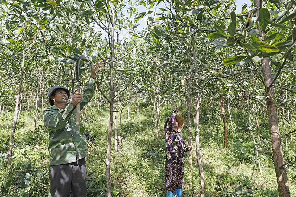 Quảng Nam: Không để ai bị bỏ lại phía sau vì thiếu vốn ảnh 1