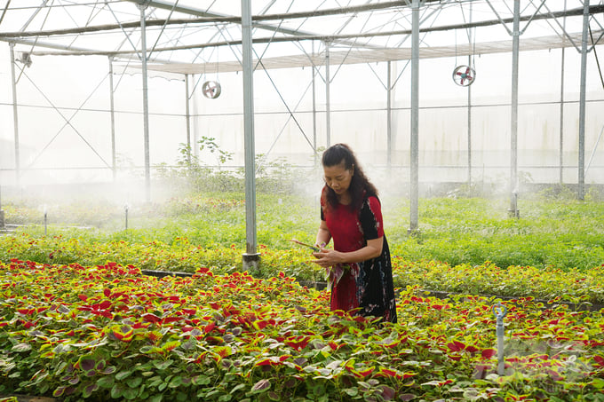 Với sự đầu tư bài bản, Viet Ha Organic Farm đã đạt được chứng nhận hữu cơ đầu tiên trên địa bàn huyện Hớn Quản, tỉnh Bình Phước. Ảnh: Nguyễn Thủy.