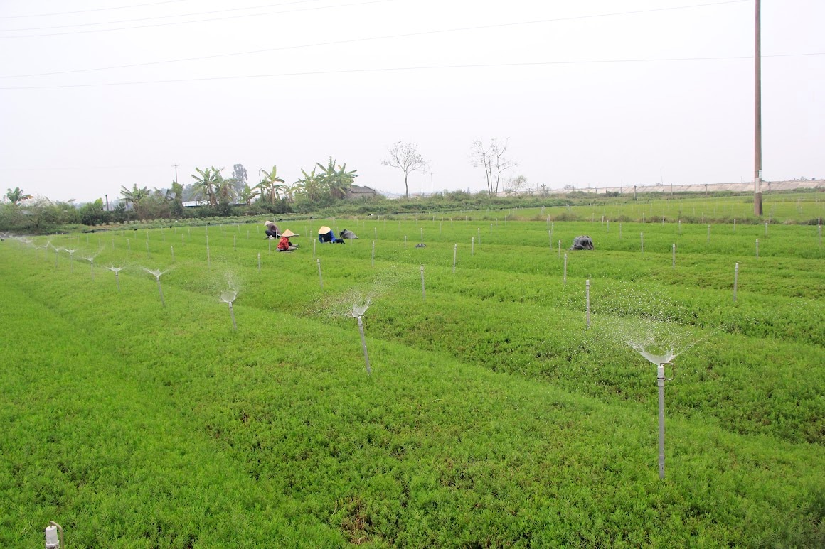 Rau nhót, loại rau dại tên nghe mắc cười, một người Nghệ An trồng thành công, thu gần 1 tỷ/ha- Ảnh 1.