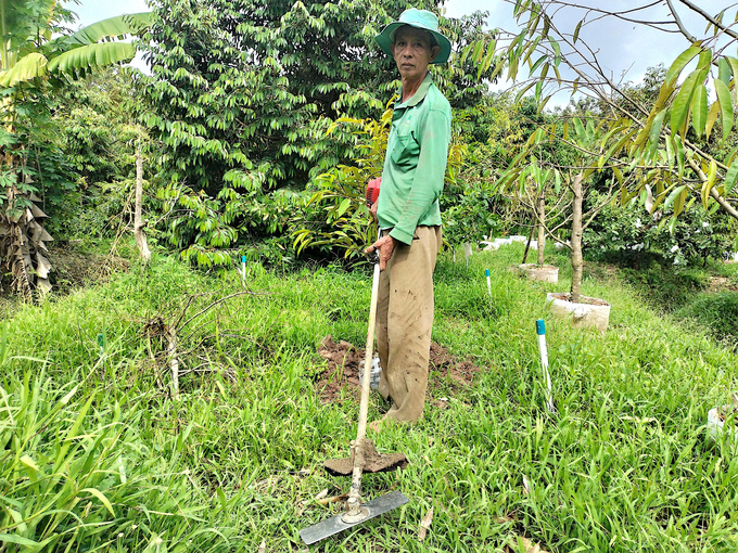 Ông Lê Ngọc Sơn - Tổ trưởng Tổ hợp tác sầu riêng Sơn Định chia sẻ, trước khi sản xuất theo hướng hữu cơ, các thành viên đã có kinh nghiệm sản xuất sầu riêng theo tiêu chuẩn VietGAP nên thuận lợi khi triển khai. Ảnh: Minh Đảm.