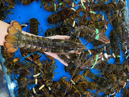 Tom hump អាឡាស្កា 1 3713.jpg