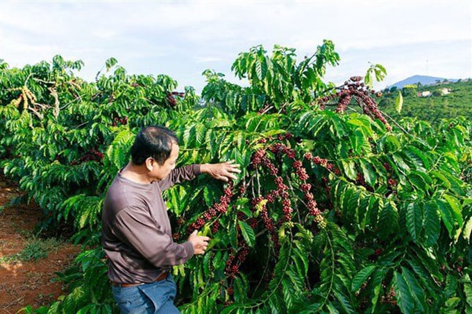 Quy định EUDR đặt ra thách thức cho ngành cà phê trong việc xây dựng hệ thống cơ sở dữ liệu và truy xuất nguồn gốc sản xuất.