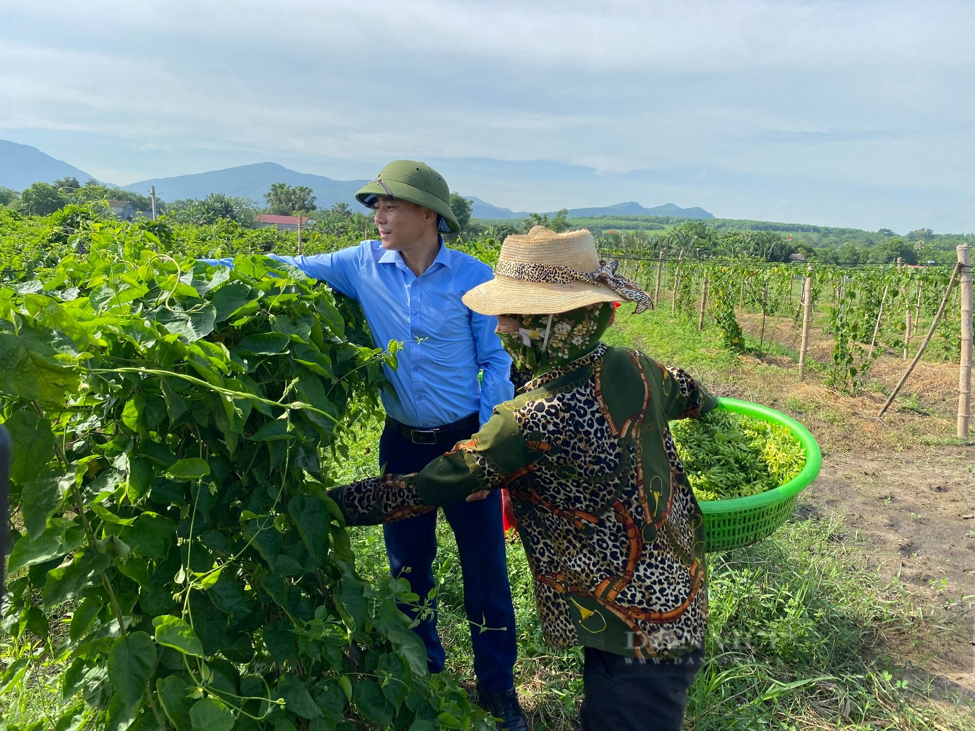 Thanh Hóa: Trồng thứ cây bò đi tứ phía, hái hoa đem đi bán kiếm 5 đến 6 triệu đồng/ngày- Ảnh 1.