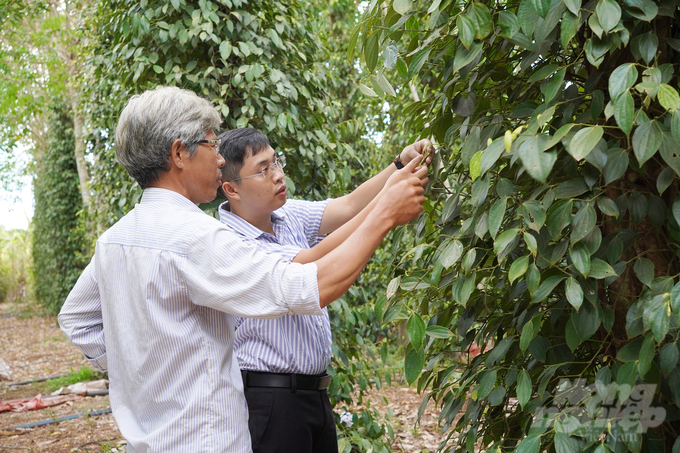 Cây hồ tiêu trồng theo phương pháp hữu cơ với thức nông - lâm kết hợp của HTX Nông nghiệp Lâm San có thể chống chọi được với thời tiết nắng hạn của miền Đông Nam bộ thời gian qua. Ảnh: Nguyễn Thủy.