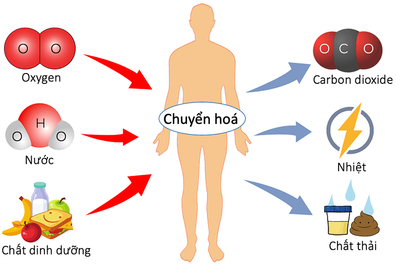 Thức khuya làm xáo trộn quá trình trao đổi chất của cơ thể