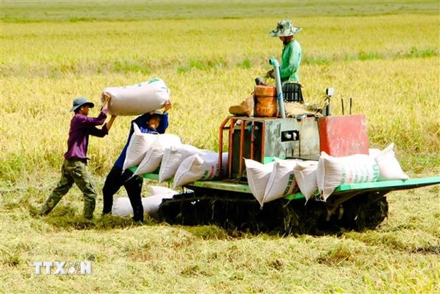 ​NHNN chỉ đạo đẩy mạnh cho vay thu mua, kinh doanh thóc, gạo ảnh 1