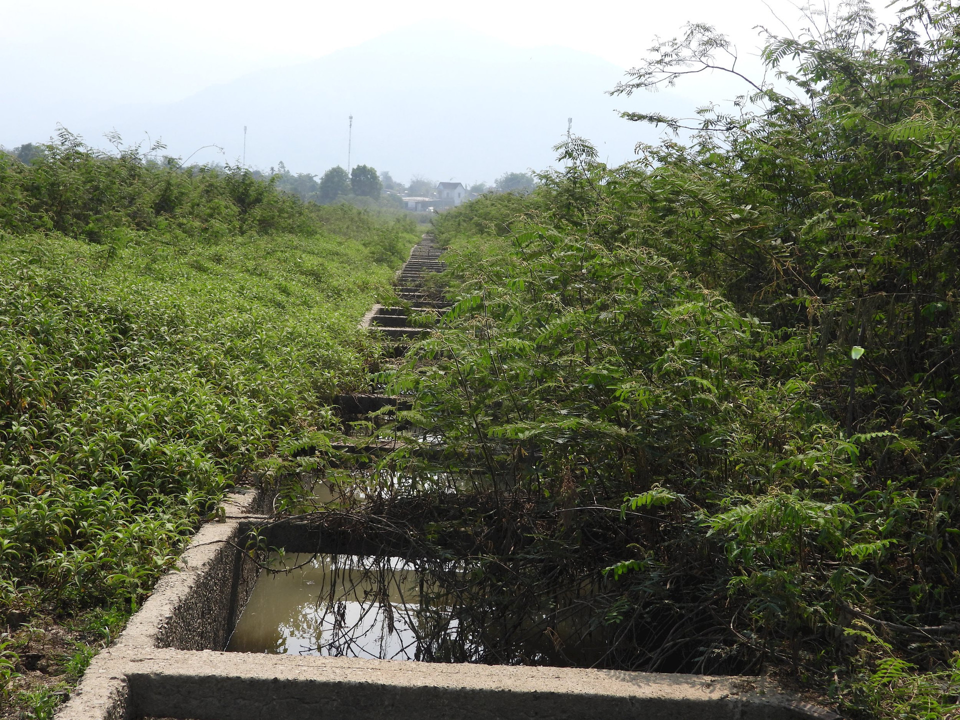 Mimosa trees cover the entire canal