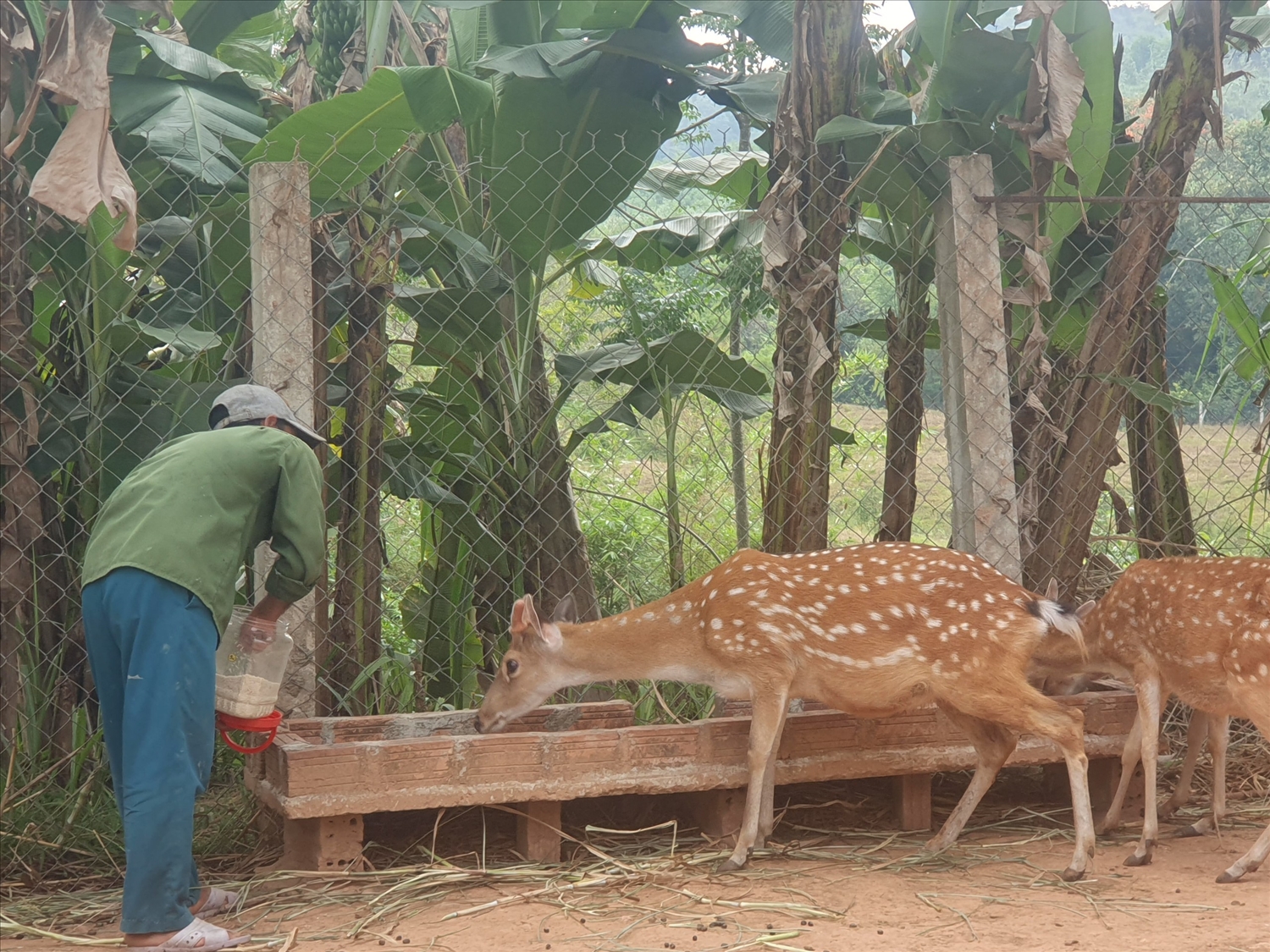 Thành công với mô hình nuôi hươu sao, nhiều hộ dân ở Đông Giang đã xây được nhà khang trang, vươn lên làm giàu