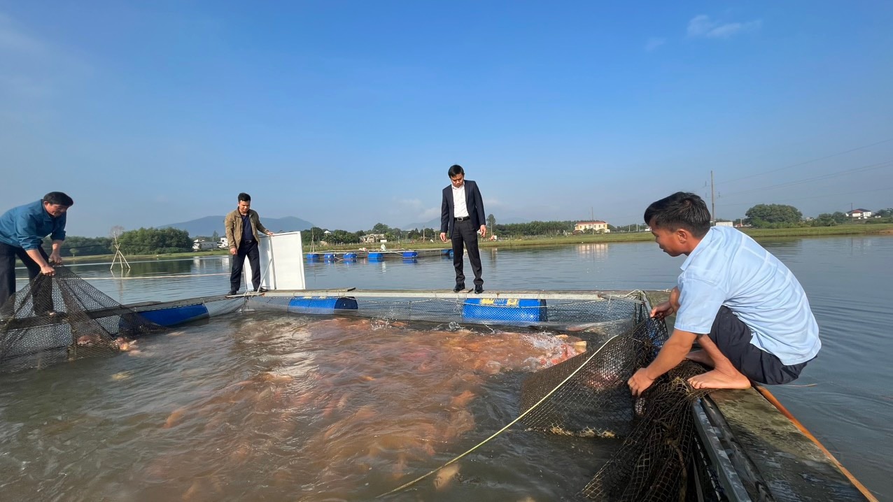 Nuôi cá diêu hồng đỏ cả mặt nước, cặp vợ chồng này ở Hà Tĩnh lãi tiền tỷ/năm- Ảnh 3.