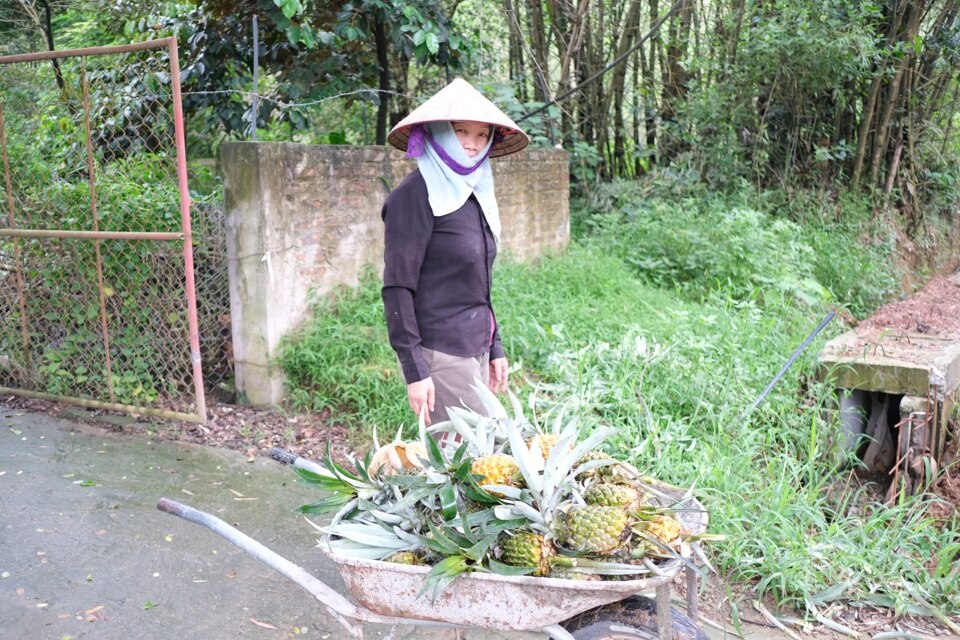 Nhiều người dân xã Đạo Trù lưu luyến và muốn giữ lại “dứa rừng lim” như gìn giữ một “đặc sản” trời ban, đã đem lại thu nhập ổn định, bền vững cho nhiều gia đình. Ảnh: Sỹ Hào.