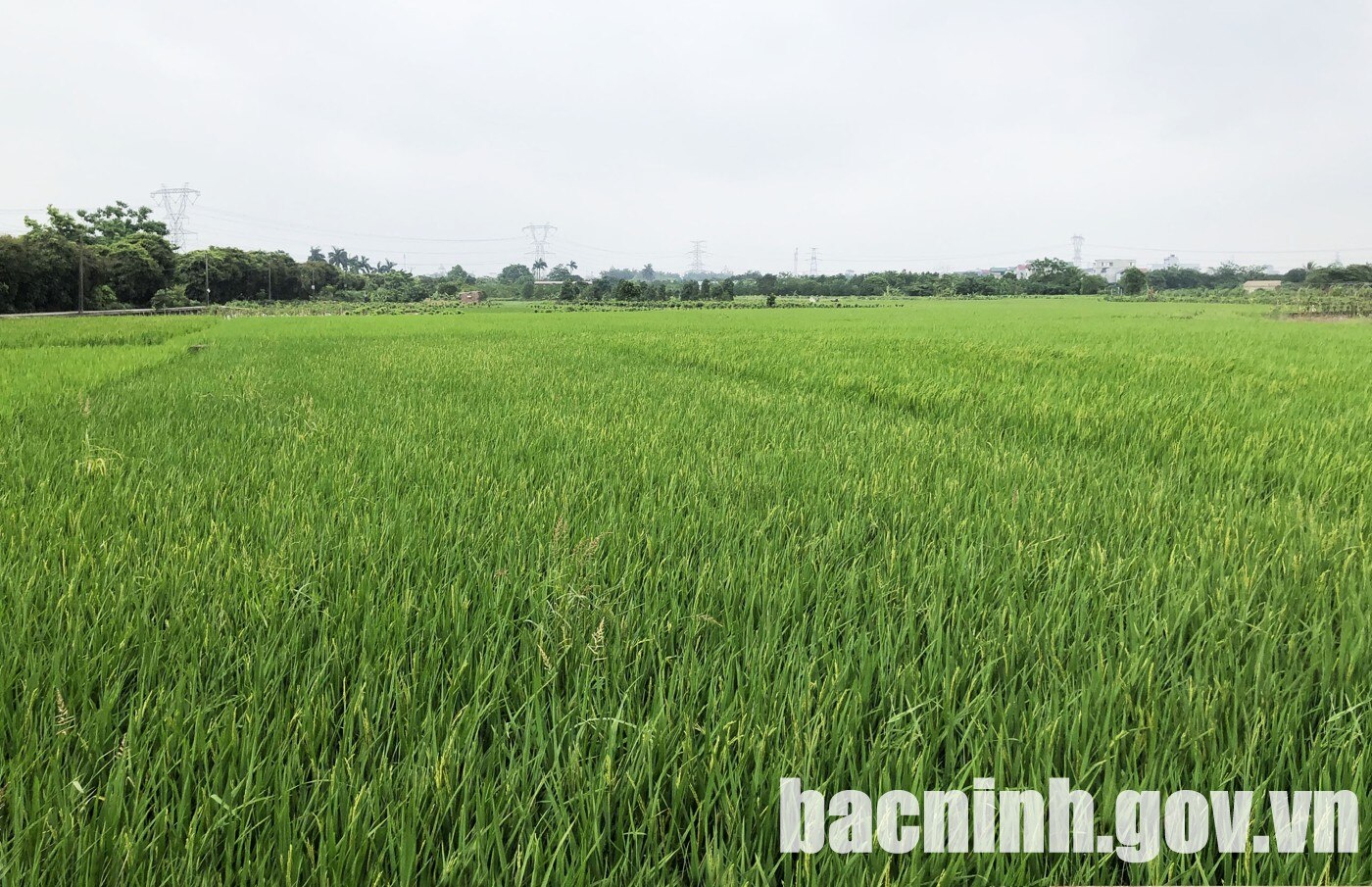 Cách đền Đô ở Bắc Ninh 2km là lăng vua Lý Thái Tổ, có ao bán nguyệt, cạnh đồng lúa, xưa là khu rừng- Ảnh 5.