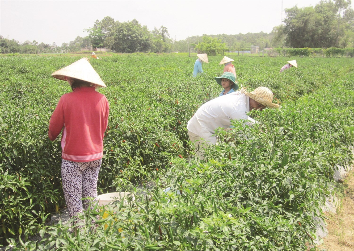 Mô hình trồng ớt an toàn của nông dân Khmer ấp K’os La, xã Kim Sơn, huyện Trà Cú là một trong những mô hình hiệu quả được Ngân hàng CSXH đầu tư