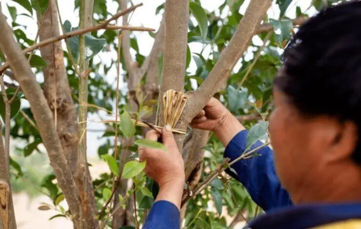 Cho loài côn trùng này bám đầy cây, tưởng hâm hâm dở dở nào ngờ lão nông hút tiền vào như nước- Ảnh 3.