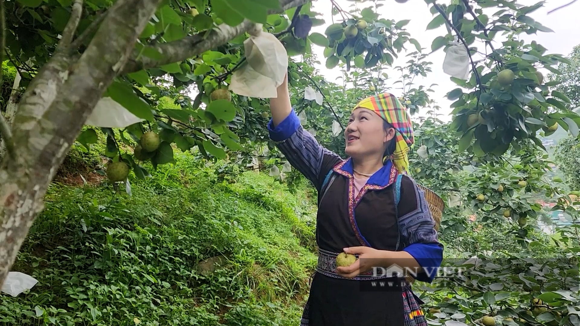 Nông dân huyện này của Yên Bái trồng lê, cây thấp tè đã ra trái quá trời, có nhà giàu trông thấy- Ảnh 2.