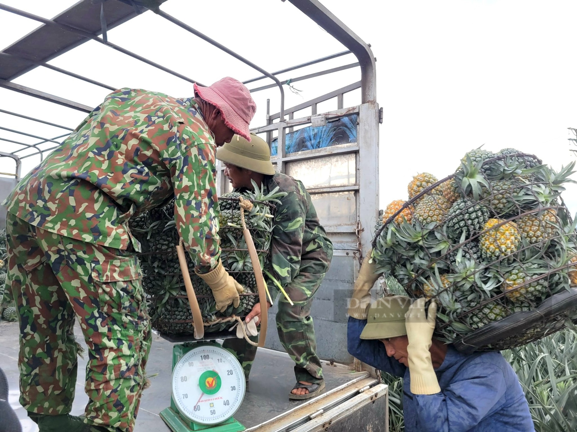 Nông dân Thanh Hóa “đội nắng” thu hoạch thứ cây toàn gai, cả năm chỉ ra một quả kiếm 500 nghìn đồng/ngày- Ảnh 5.