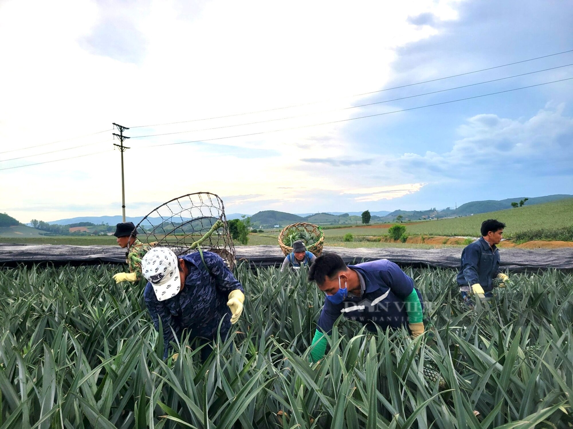 Nông dân Thanh Hóa “đội nắng” thu hoạch thứ cây toàn gai, cả năm chỉ ra một quả kiếm 500 nghìn đồng/ngày- Ảnh 4.