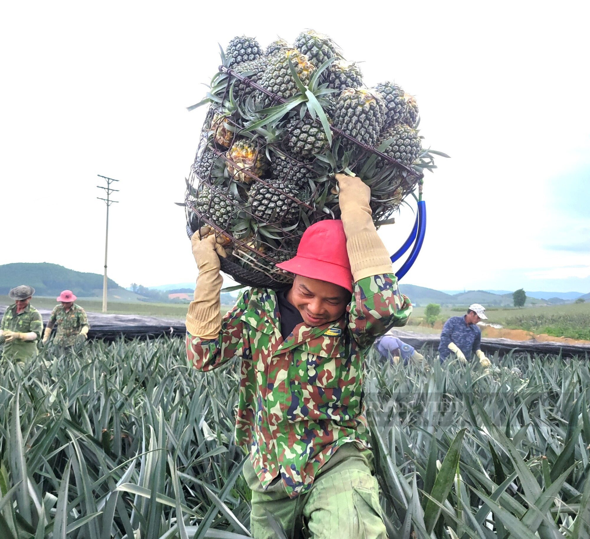 Nông dân Thanh Hóa “đội nắng” thu hoạch thứ cây toàn gai, cả năm chỉ ra một quả kiếm 500 nghìn đồng/ngày- Ảnh 7.