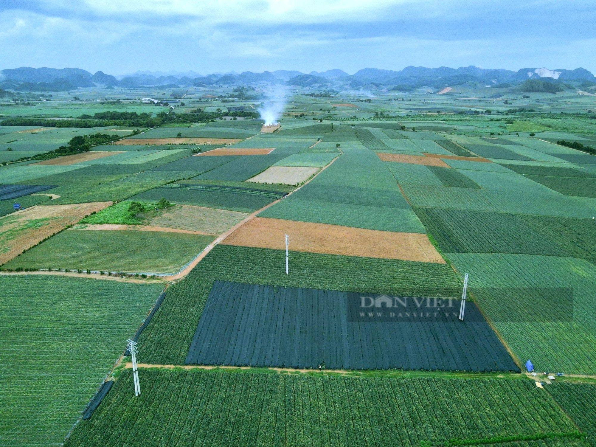 Nông dân Thanh Hóa “đội nắng” thu hoạch thứ cây toàn gai, cả năm chỉ ra một quả kiếm 500 nghìn đồng/ngày- Ảnh 9.