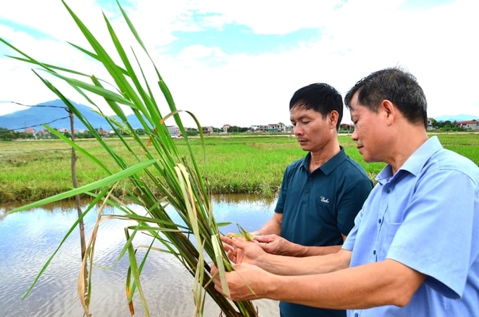 Ở Bảo Yên chỉ còn khoảng 50ha lúa tái sinh. Ảnh: Dương Đình Tường.