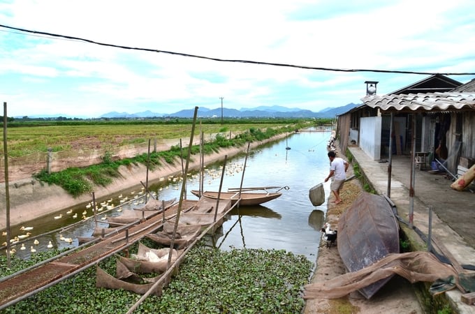 Khu chăn nuôi cá, vịt kết hợp ở ngoài đồng của anh Tăng Văn Bình. Ảnh: Dương Đình Tường.