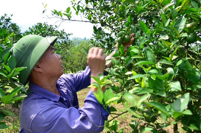 Anh Đặng Quang Tiệp kiểm tra cây quýt Thái. Ảnh: Dương Đình Tường.