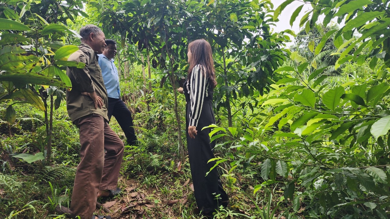 El Sr. Chiu Sang Henh llevó a los periodistas del periódico Ethnic and Development a visitar la gran plantación de madera de su familia. Ông Chíu Sáng Hếnh đưa phóng viên Báo Dân tộc và Phát triển thăm khu trồng cây rừng gỗ lớn của gia đình