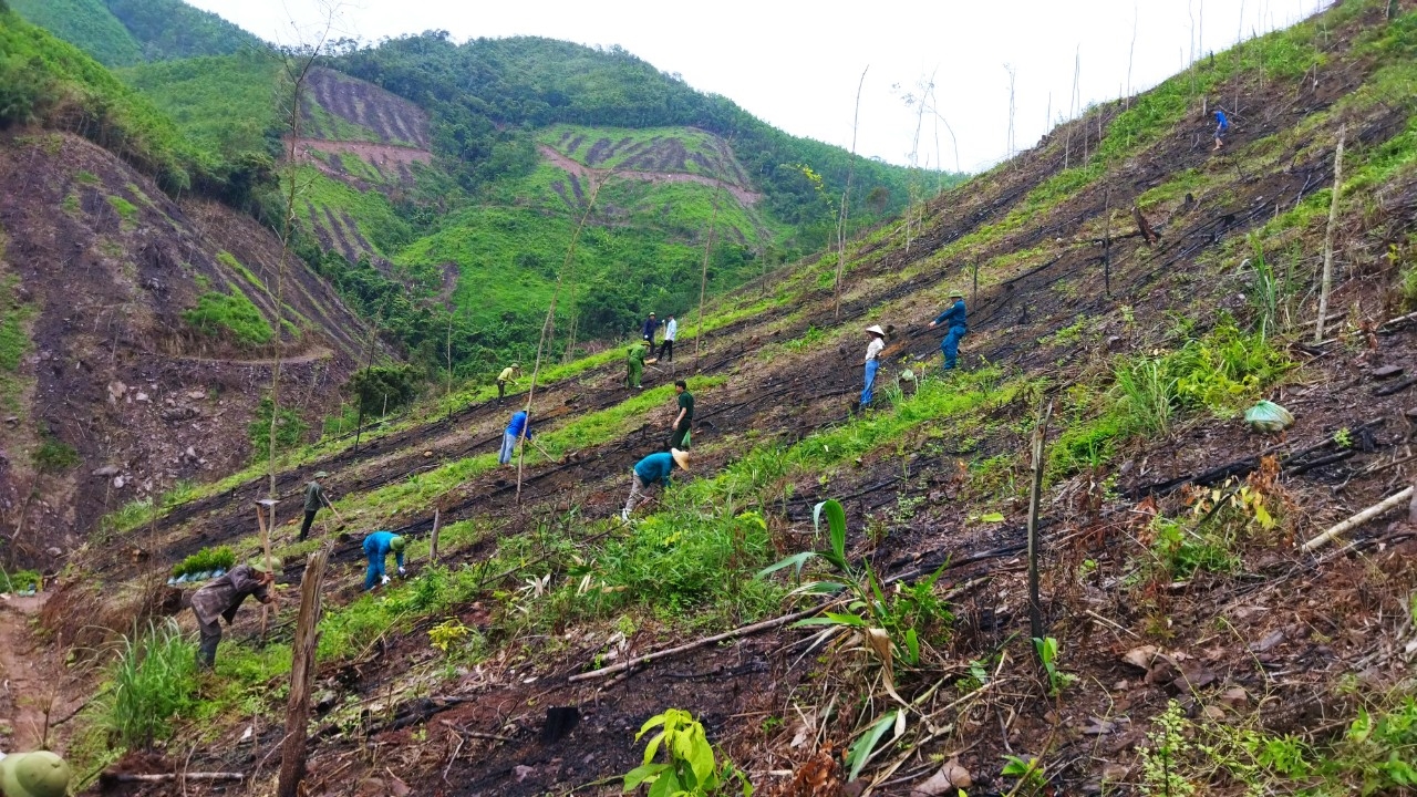 Campaña de plantación de bosques a gran escala en la aldea de Cai, comuna de Dong Lam Buổi ra quân trồng rừng gỗ lớn thôn Cài, xã Đồng Lâm
