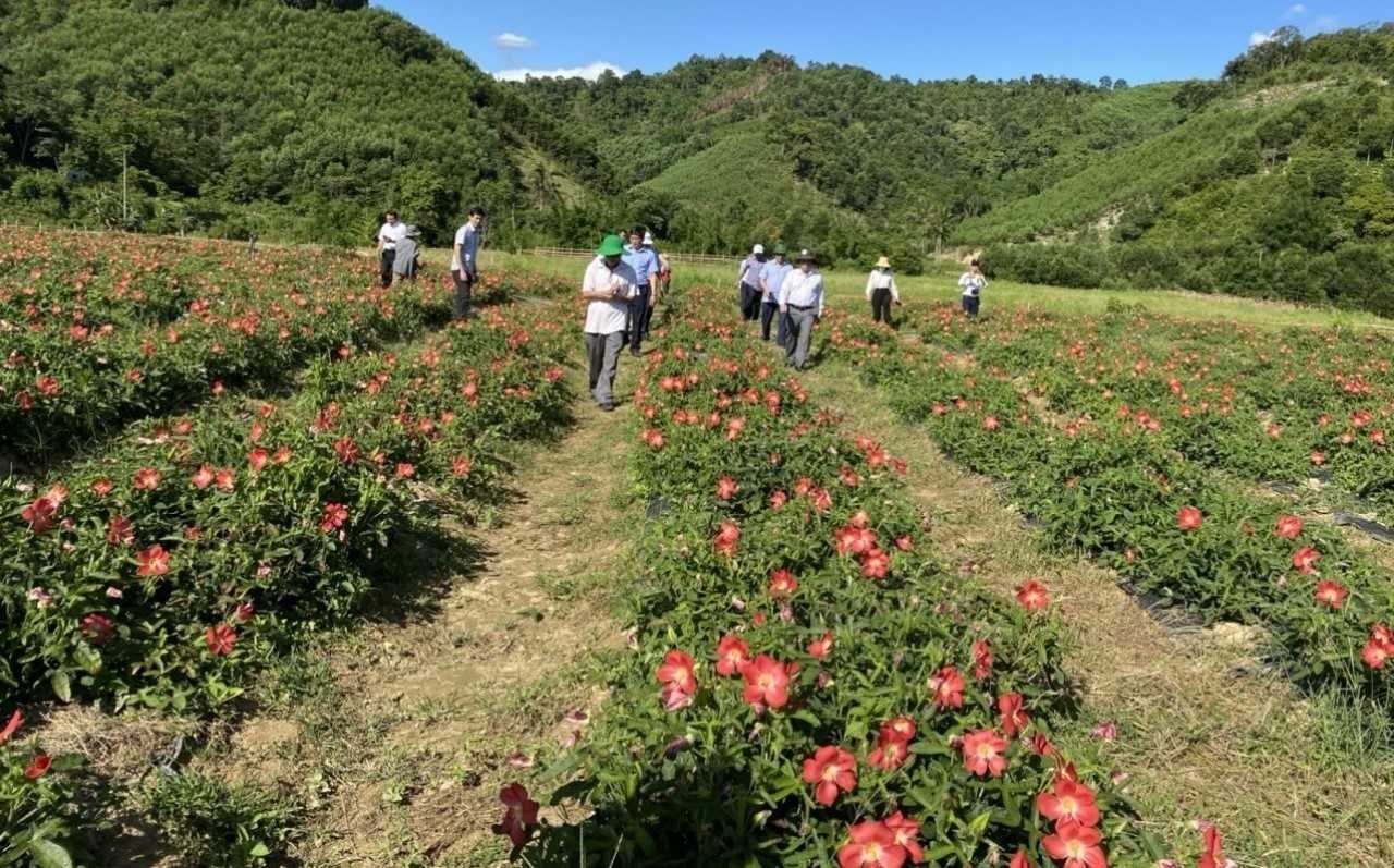 Nguồn thu nhập ổn định từ cây sâm Bố Chính đã và đang giúp đồng bào DTTS ở huyện A Lưới xóa đói giảm nghèo.