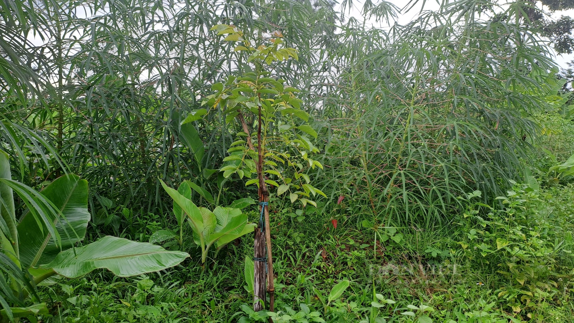 Thái Nguyên: Hỗ trợ bà con trồng trám đen, nuôi bò sinh sản, nhiều hộ ở huyện Phú Bình vươn lên thoát nghèo- Ảnh 2.