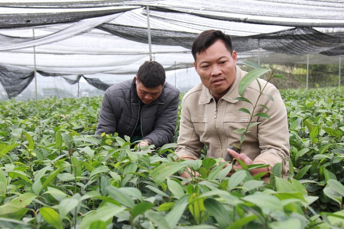 Tại Văn Yên đã hình thành nhiều chuỗi liên kết sản xuất quế từ khâu trồng đến tiêu thụ sản phẩm. Ảnh: Thanh Tiến.