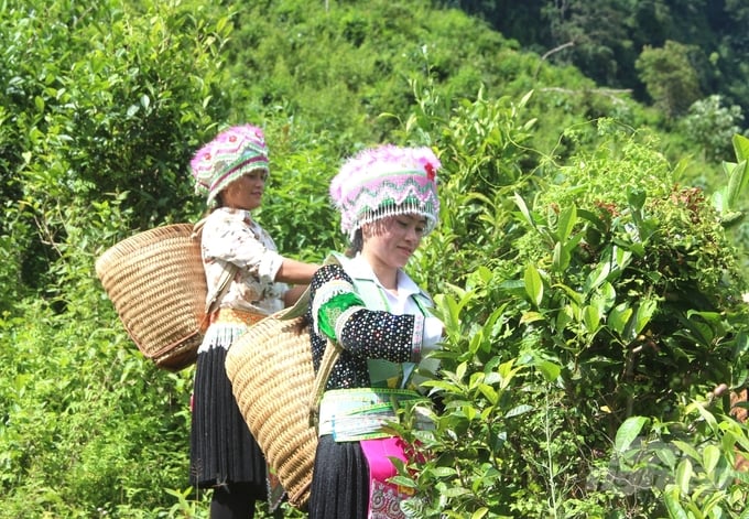 Chè shan tuyết Na Hang là sản phẩm nông nghiệp tốt tiêu biểu của tỉnh Tuyên Quang. Ảnh: Đào Thanh.