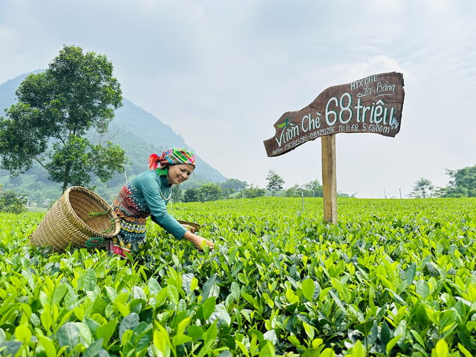 Vừa qua, Thanh Hải Trà của HTX chè La Bằng được đấu giá tại Hội thi 'Bàn tay vàng chế biến chè' huyện Đại Từ (Thái Nguyên) với giá trị 68 triệu đồng/kg. Ảnh: Quang Linh.