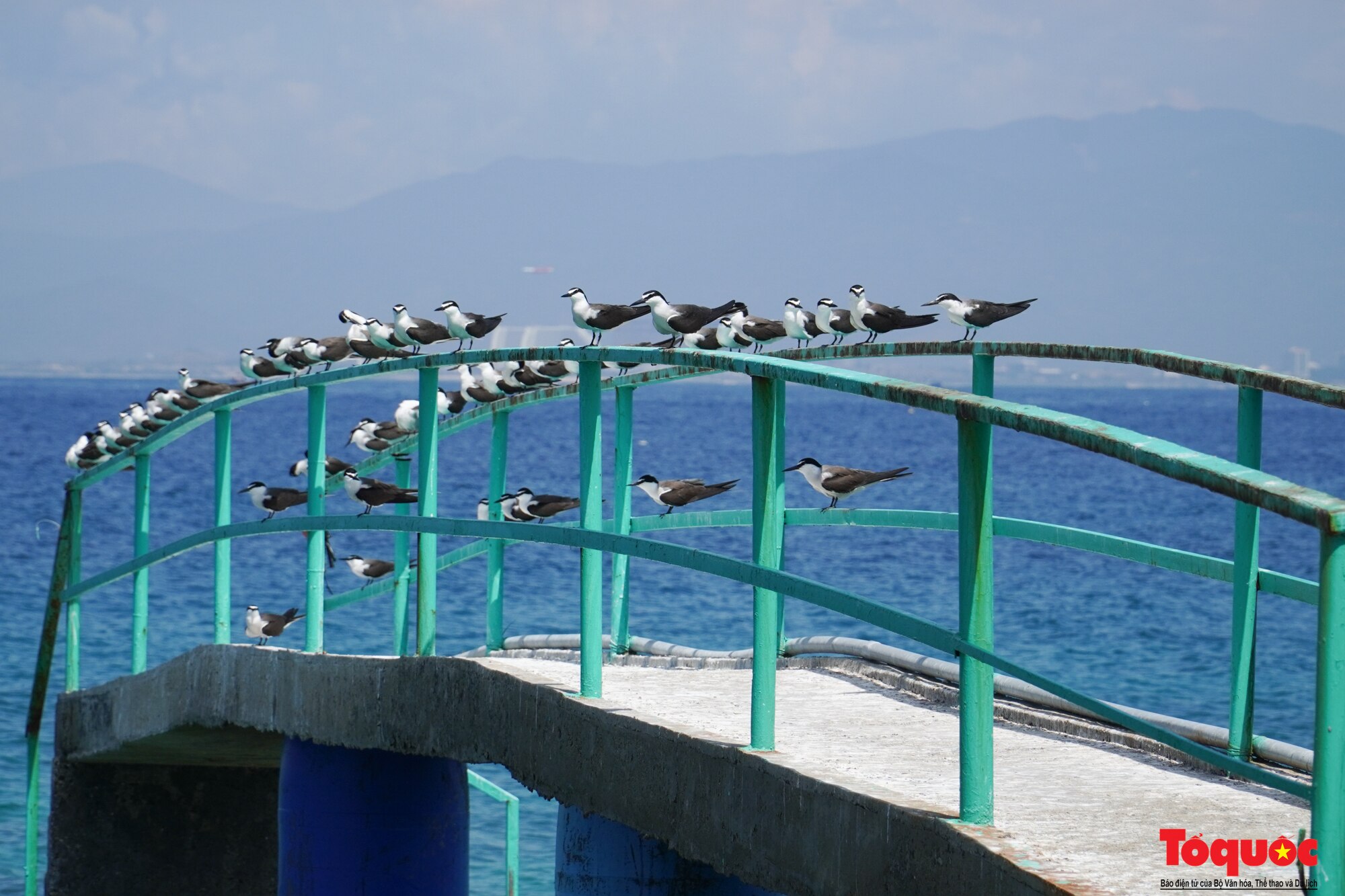 Khám phá đảo yến Hòn Nội giữa vịnh Nha Trang  - Ảnh 6.