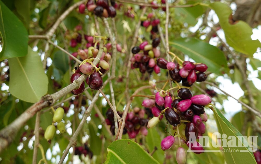 Ở vùng Bảy Núi của An Giang mọc la liệt cây trâm dại thấp tè đã ra trái quá trời, là trái đặc sản- Ảnh 3.